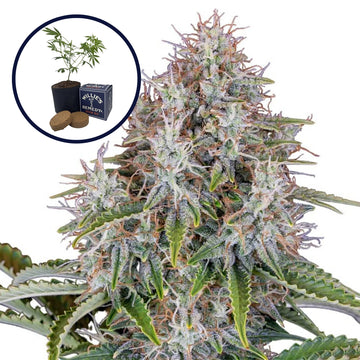Blue Haze Grow Kit