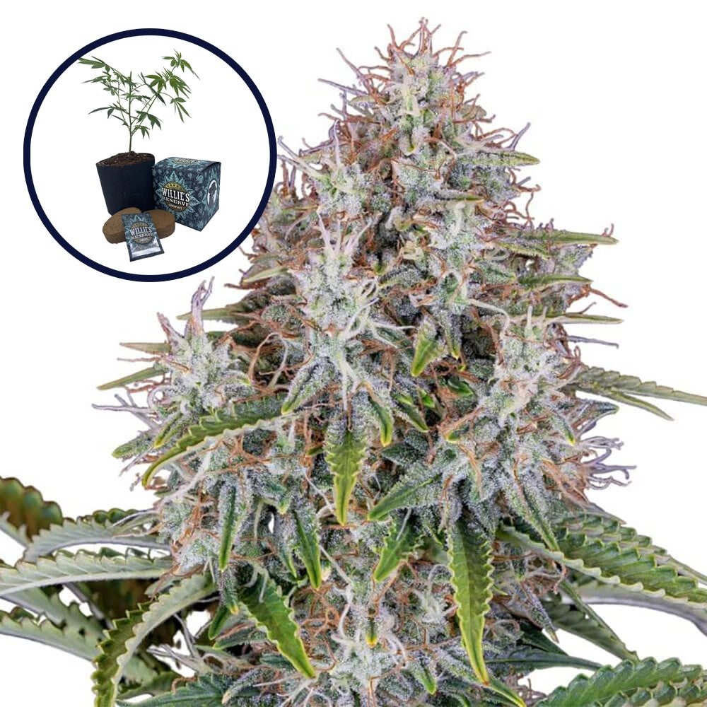 Blue Haze High Yield Grow Kit