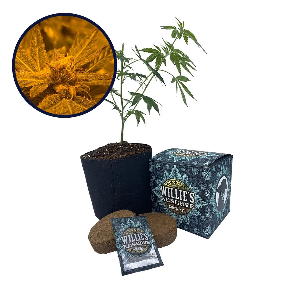 Blue Mystic Strain High Yield Grow Kit