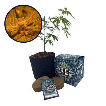 Blue Mystic Strain High Yield Grow Kit