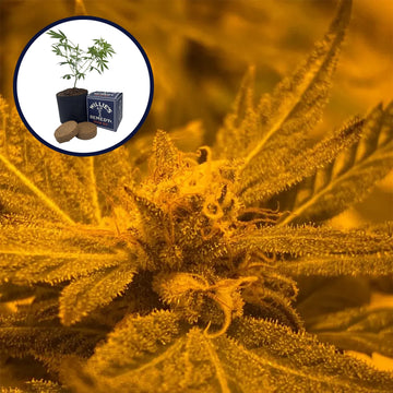 Blue Mystic Grow Kit