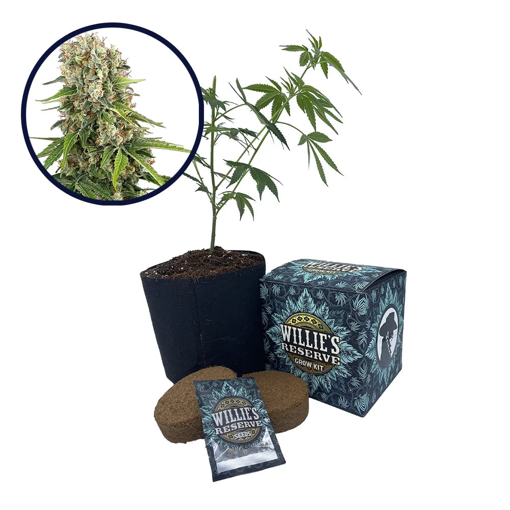 Blue Sunset Strain High Yield Grow Kit