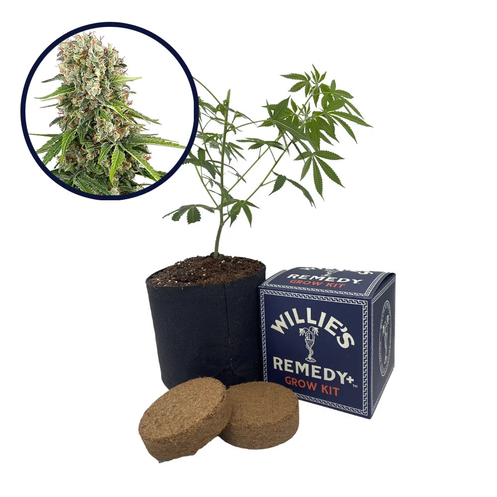 Blue Sunset Strain Grow Kit