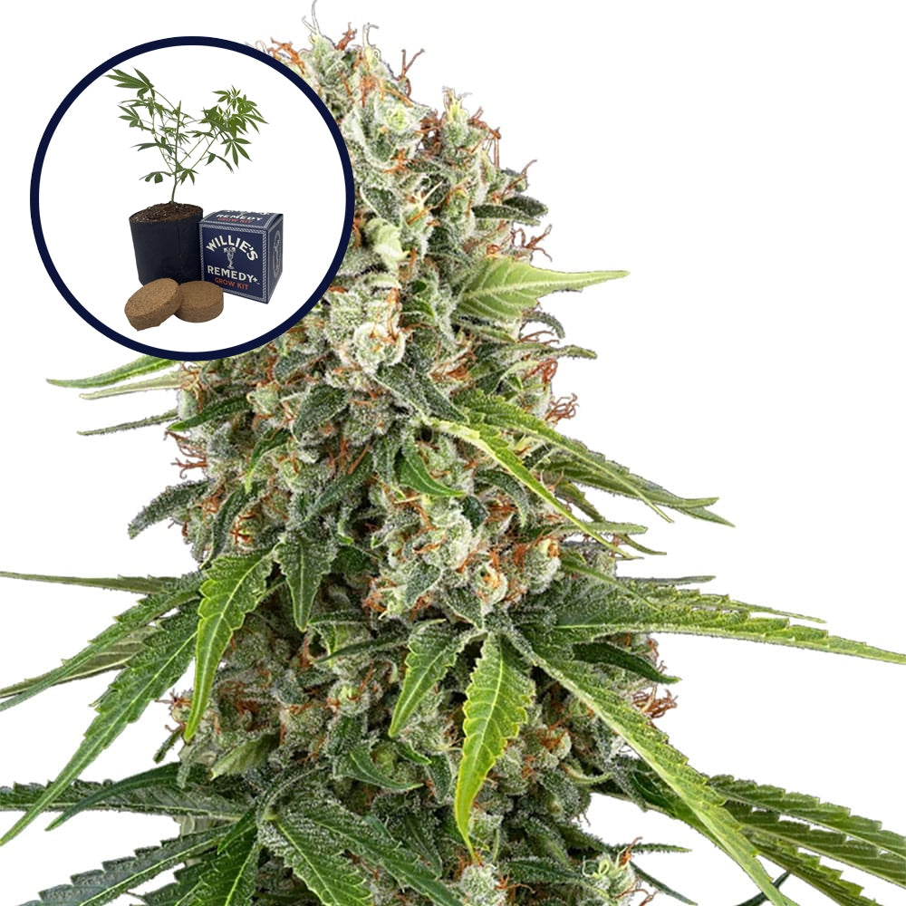 Blue Sunset Grow Kit