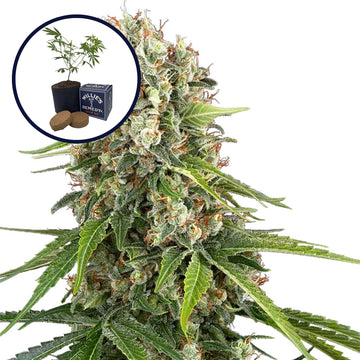 Blue Sunset Grow Kit