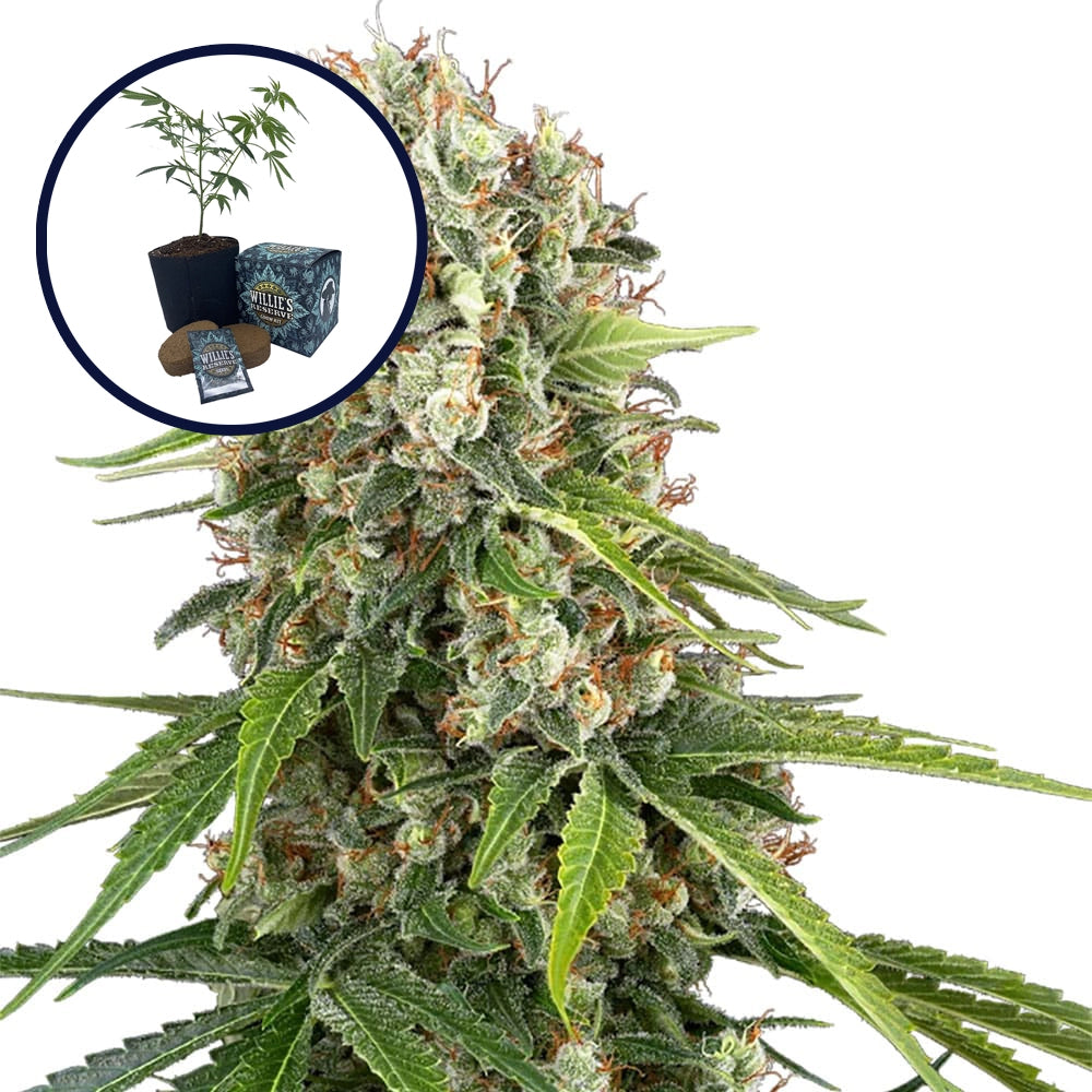 Blue Sunset High Yield Grow Kit