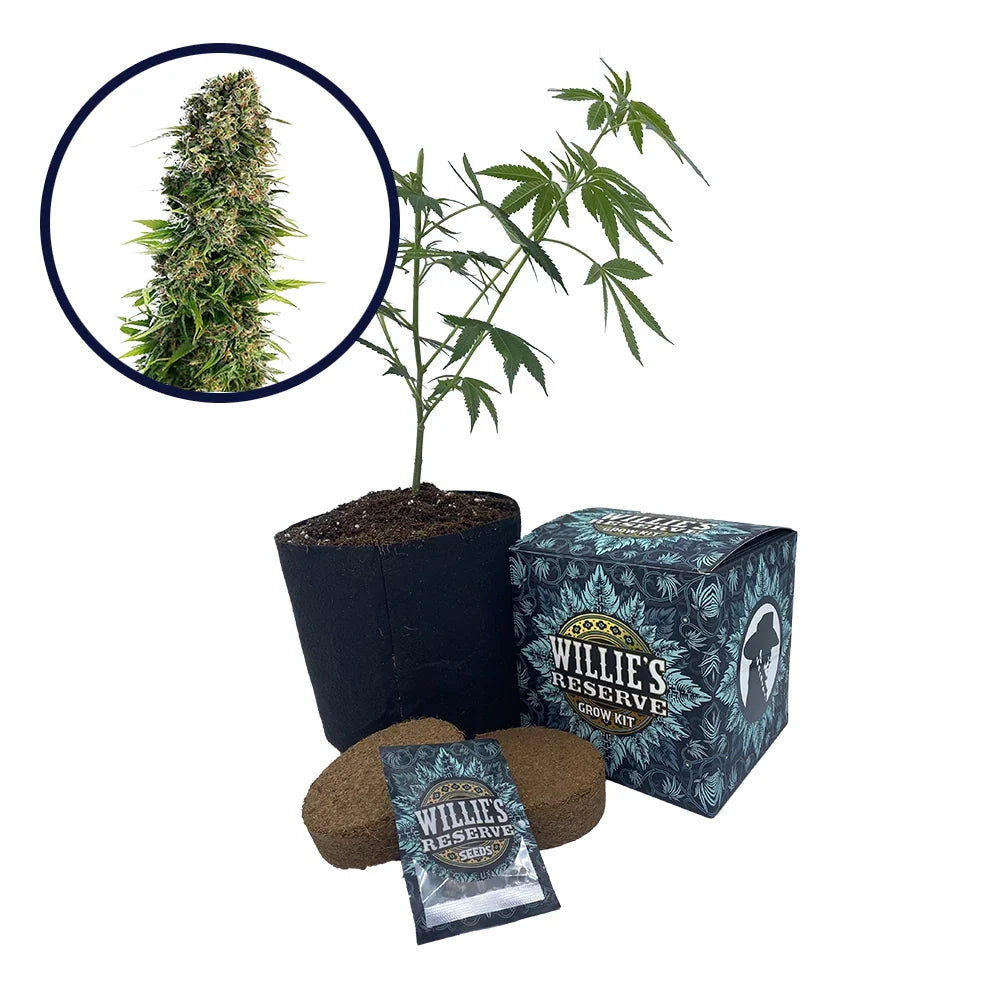 Blue Zkittlez Strain High Yield Grow Kit
