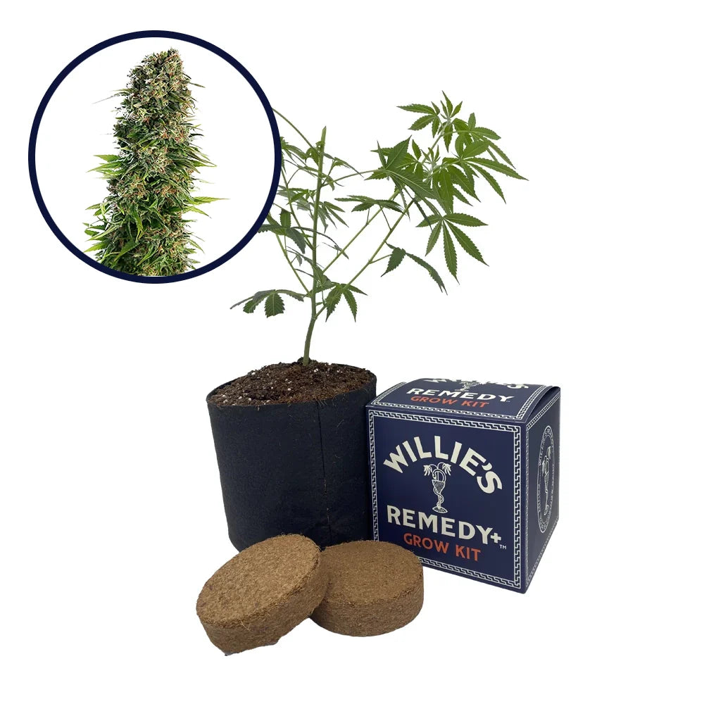 Blue Zkittlez Strain Grow Kit