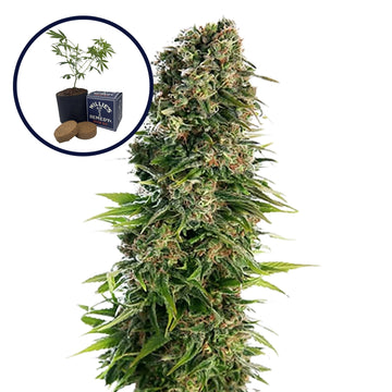 Blue Zkittlez Grow Kit
