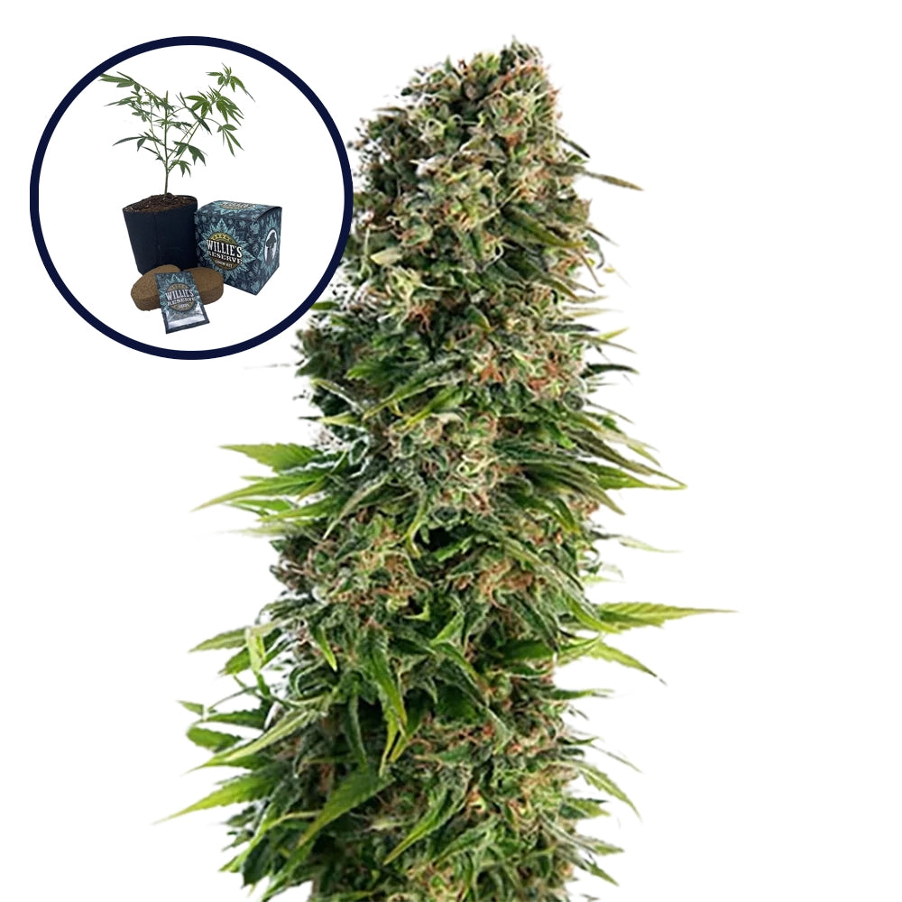Blue Zkittlez High Yield Grow Kit