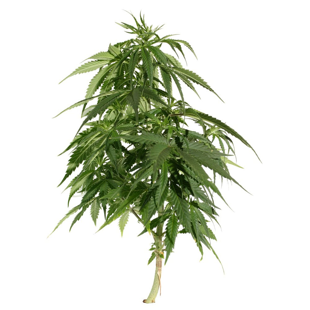 Blueberry