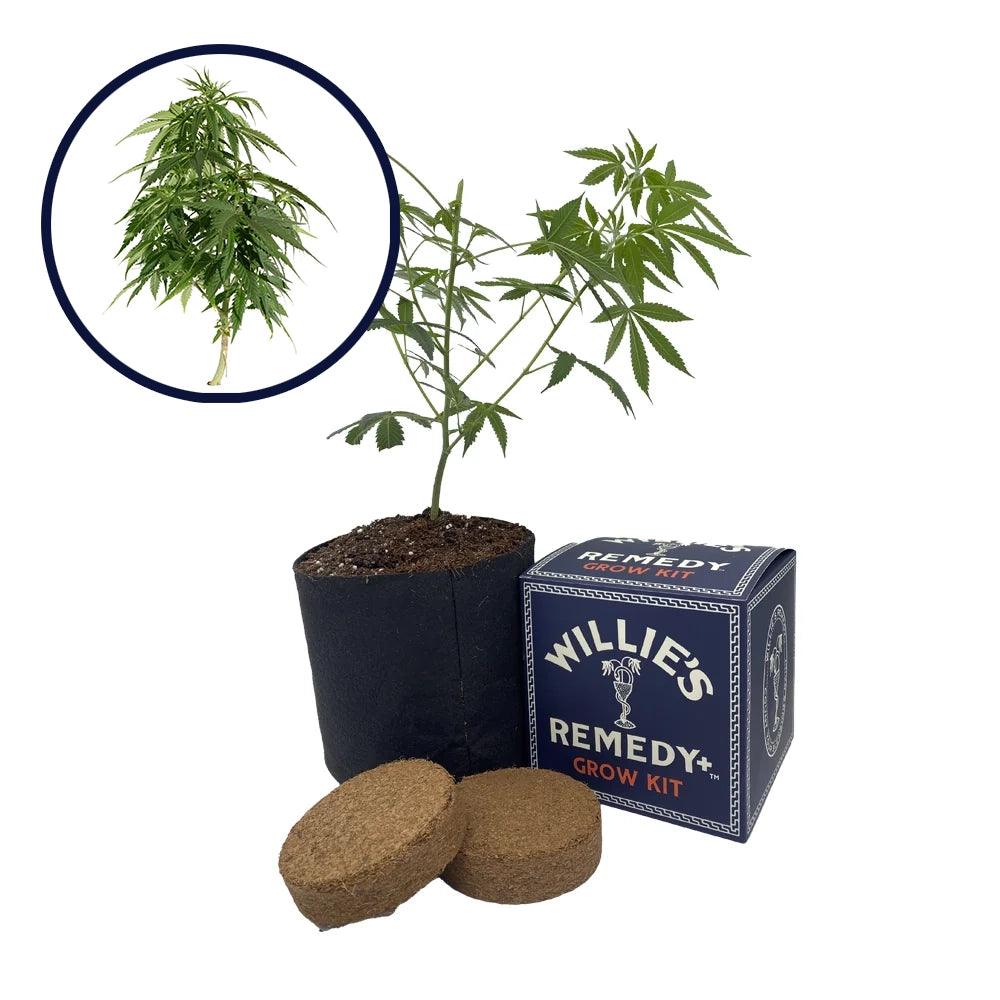 Blueberry Strain Grow Kit