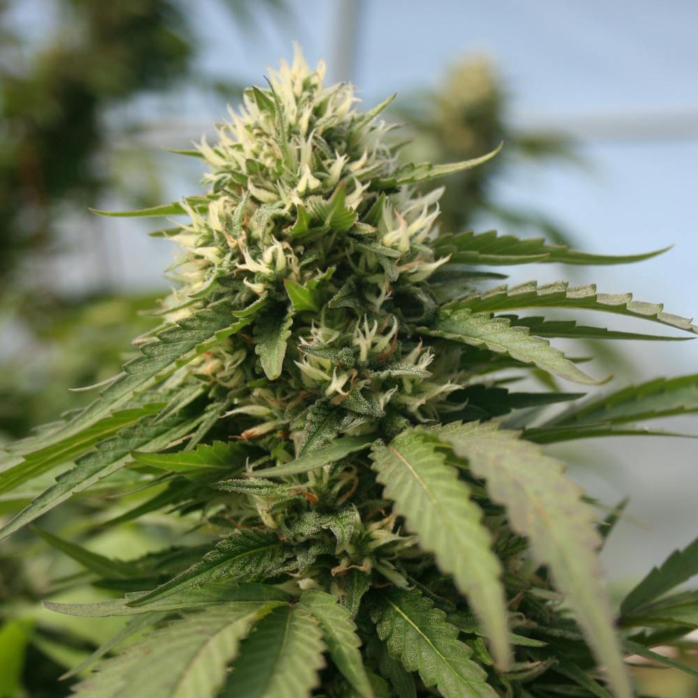 Blueberry Kush x Blackberry Kush Auto Platinum Line