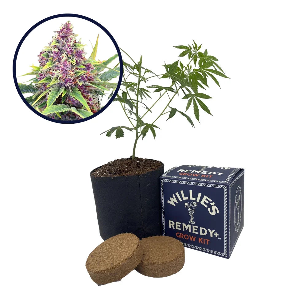 Blueberry Kush Strain Grow Kit