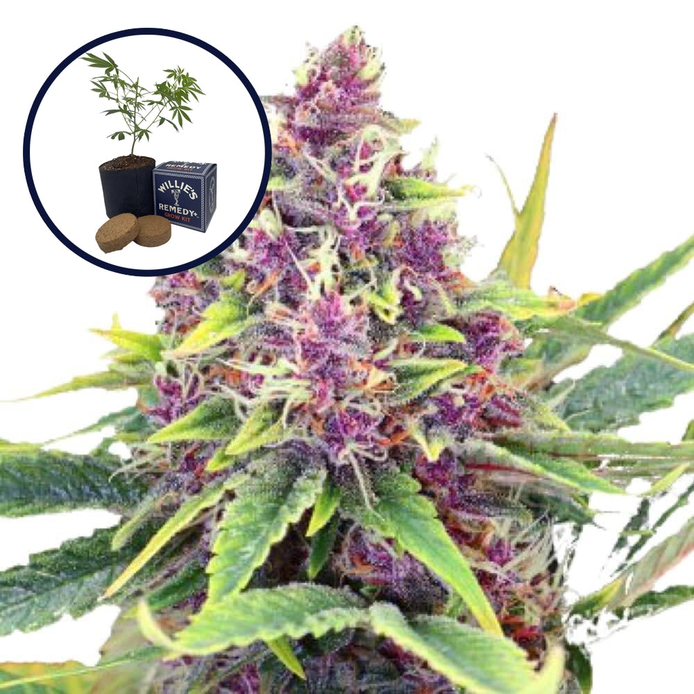 Blueberry Kush Grow Kit