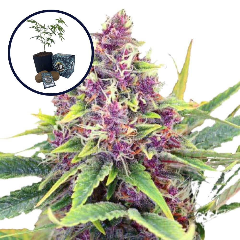 Blueberry Kush High Yield Grow Kit