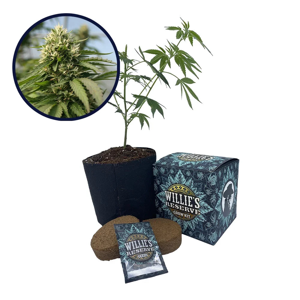 Blueberry Kush x Blackberry Kush Platinum Line Strain High Yield Grow Kit