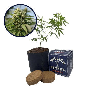 Blueberry Kush x Blackberry Kush Platinum Line Strain Grow Kit