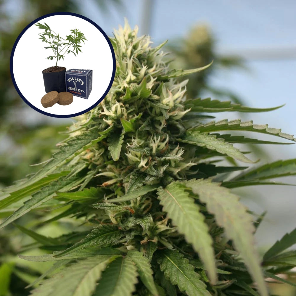 Blueberry Kush x Blackberry Kush Platinum Line Grow Kit