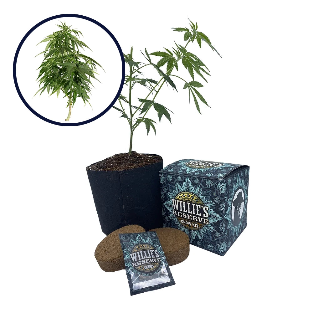 Blueberry Strain High Yield Grow Kit