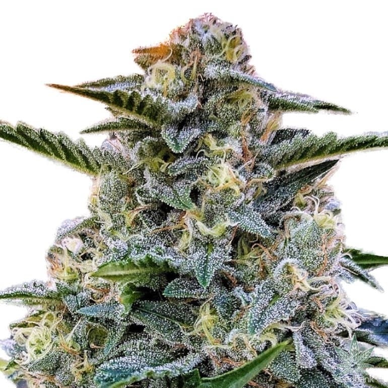 Bruce Banner Auto