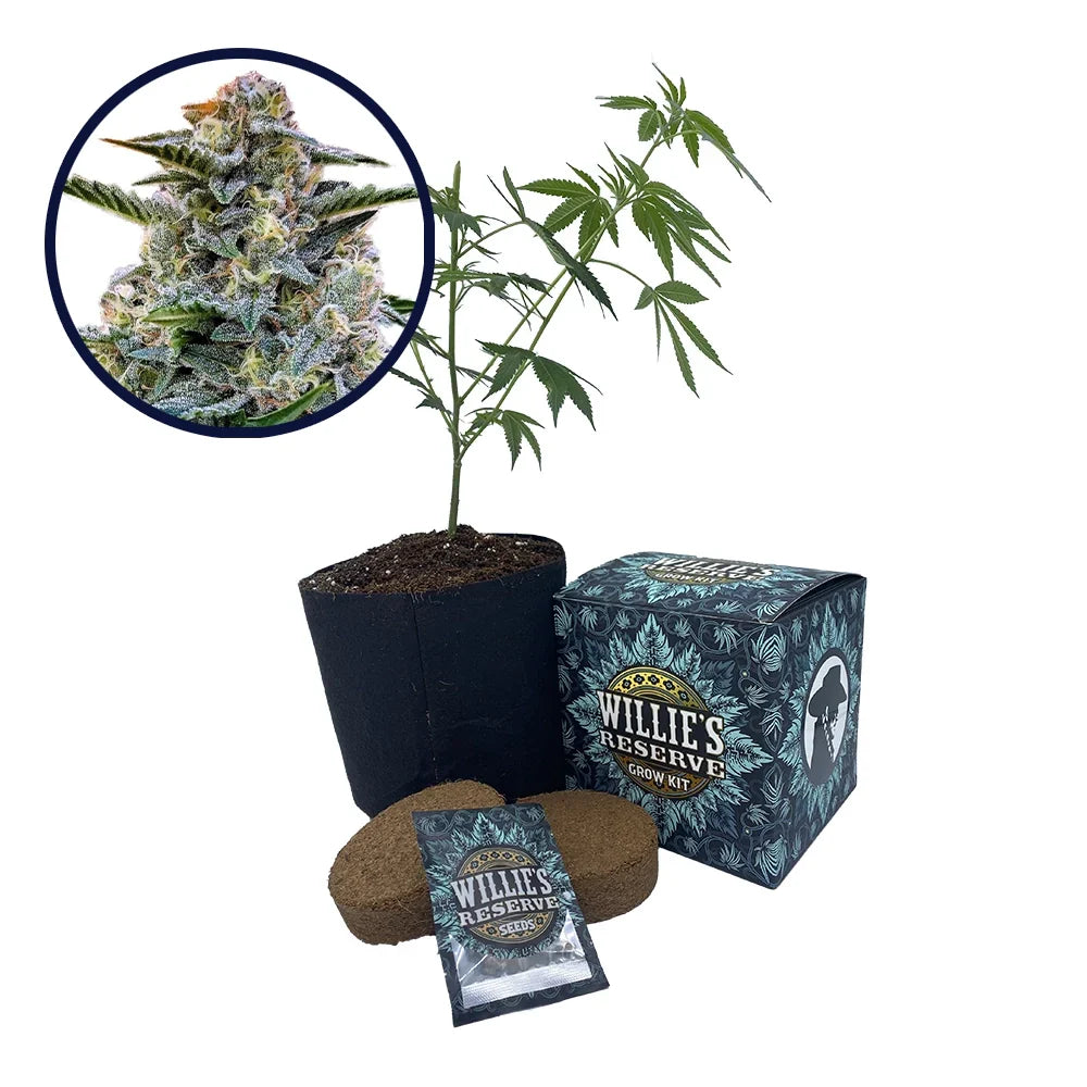 Bruce Banner Strain High Yield Grow Kit