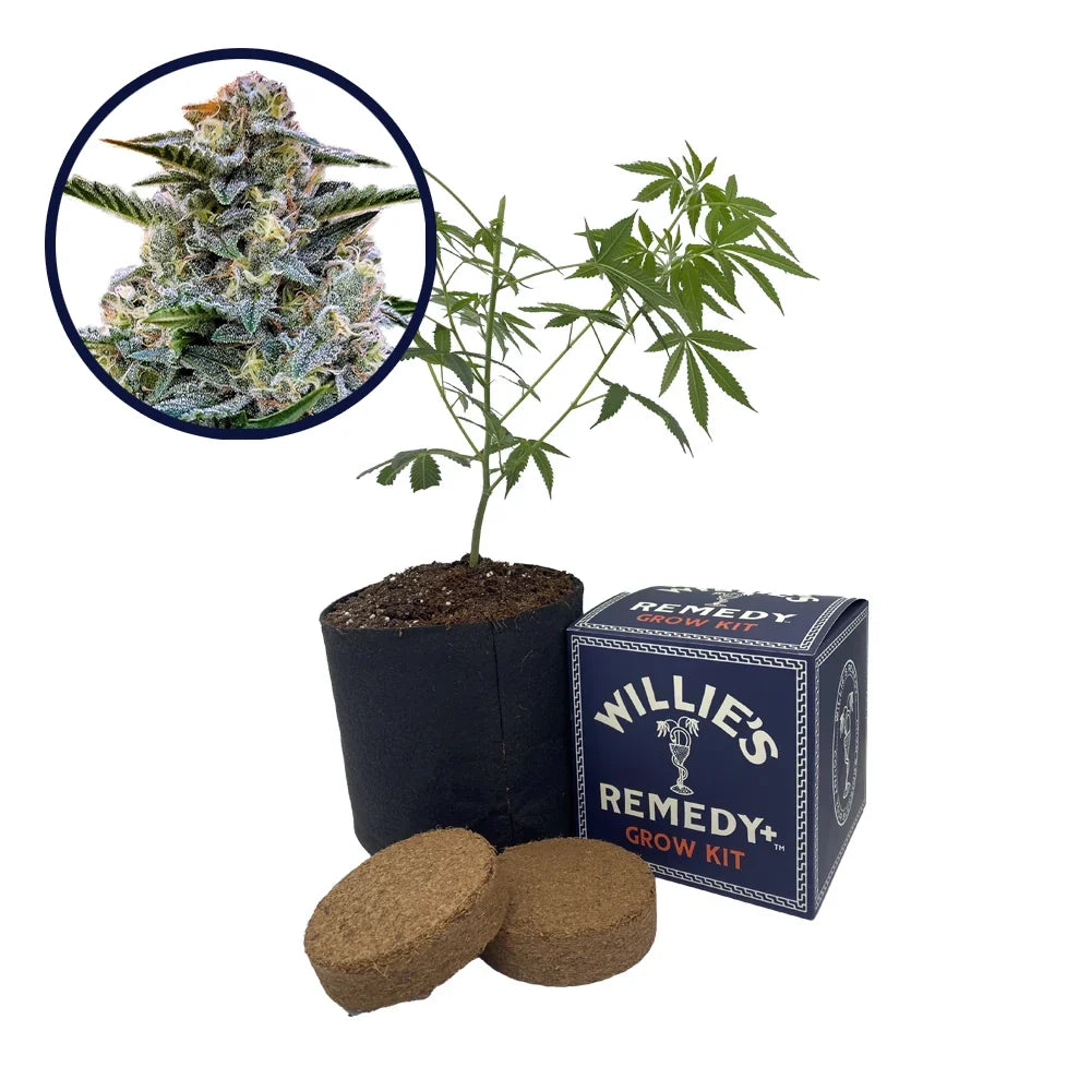 Bruce Banner Strain Grow Kit