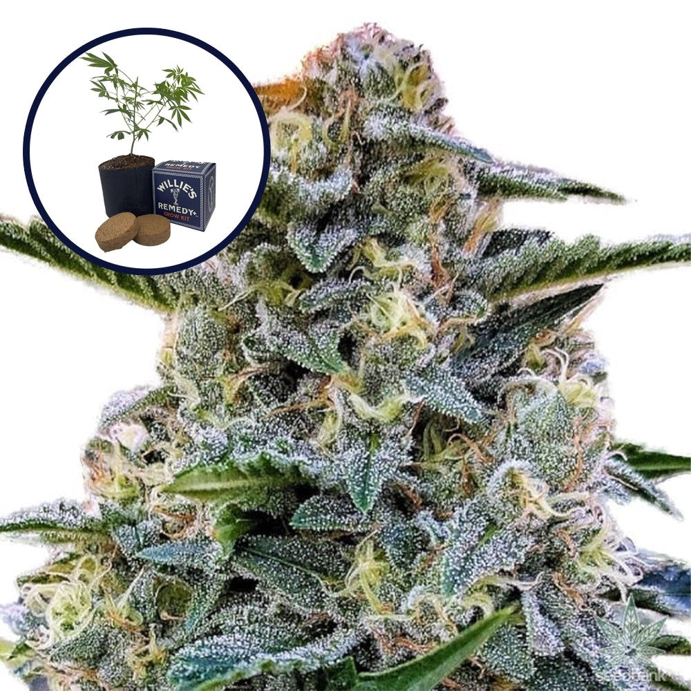 Bruce Banner Grow Kit