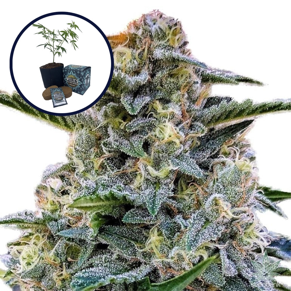 Bruce Banner High Yield Grow Kit