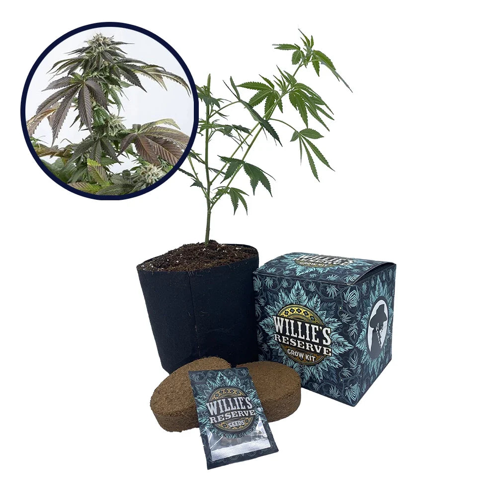 Bubba Kush Strain High Yield Grow Kit