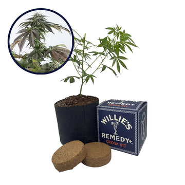 Bubba Kush Strain Grow Kit