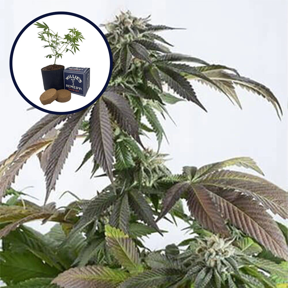 Bubba Kush Grow Kit