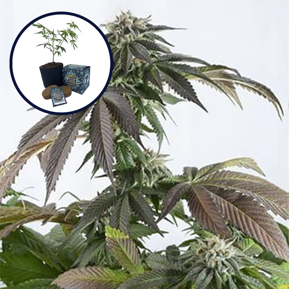 Bubba Kush High Yield Grow Kit
