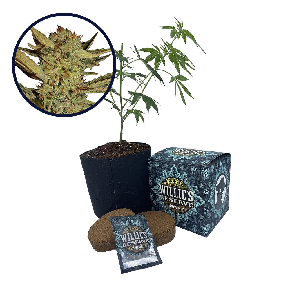Bubble Gum Strain High Yield Grow Kit
