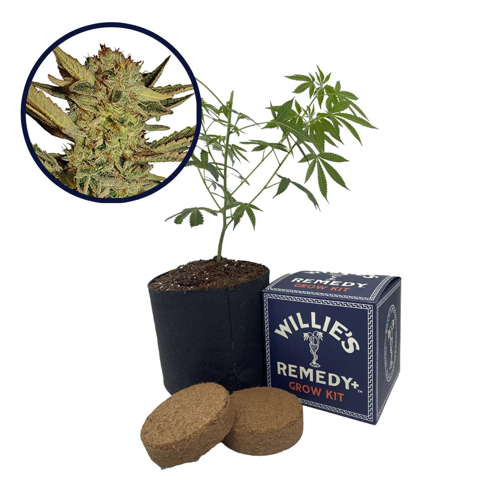 Bubble Gum Strain Grow Kit