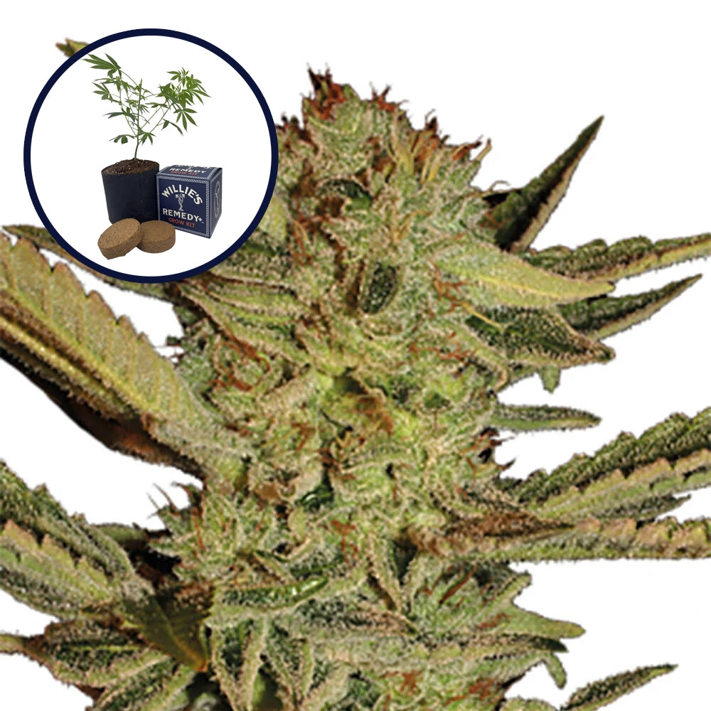 Bubble Gum Grow Kit