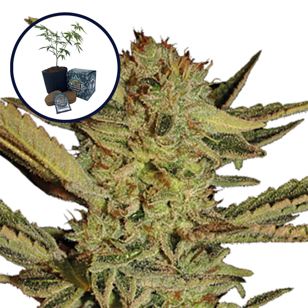 Bubble Gum High Yield Grow Kit
