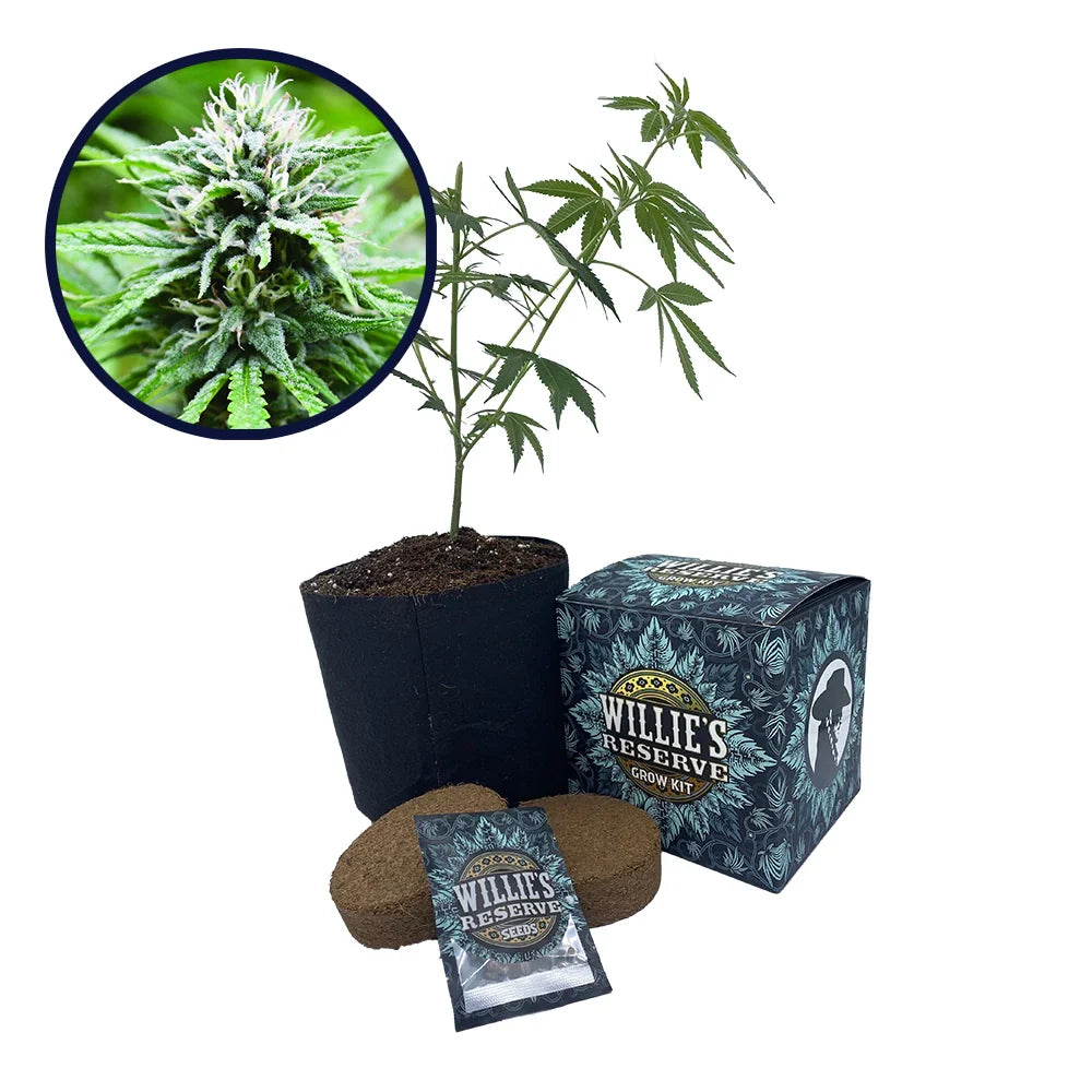 Candyland Strain High Yield Grow Kit