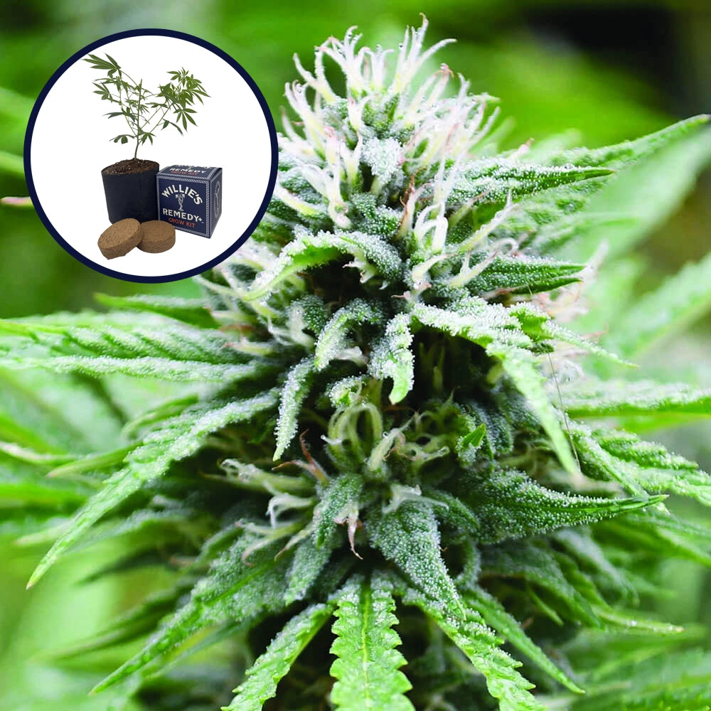 Candyland Grow Kit