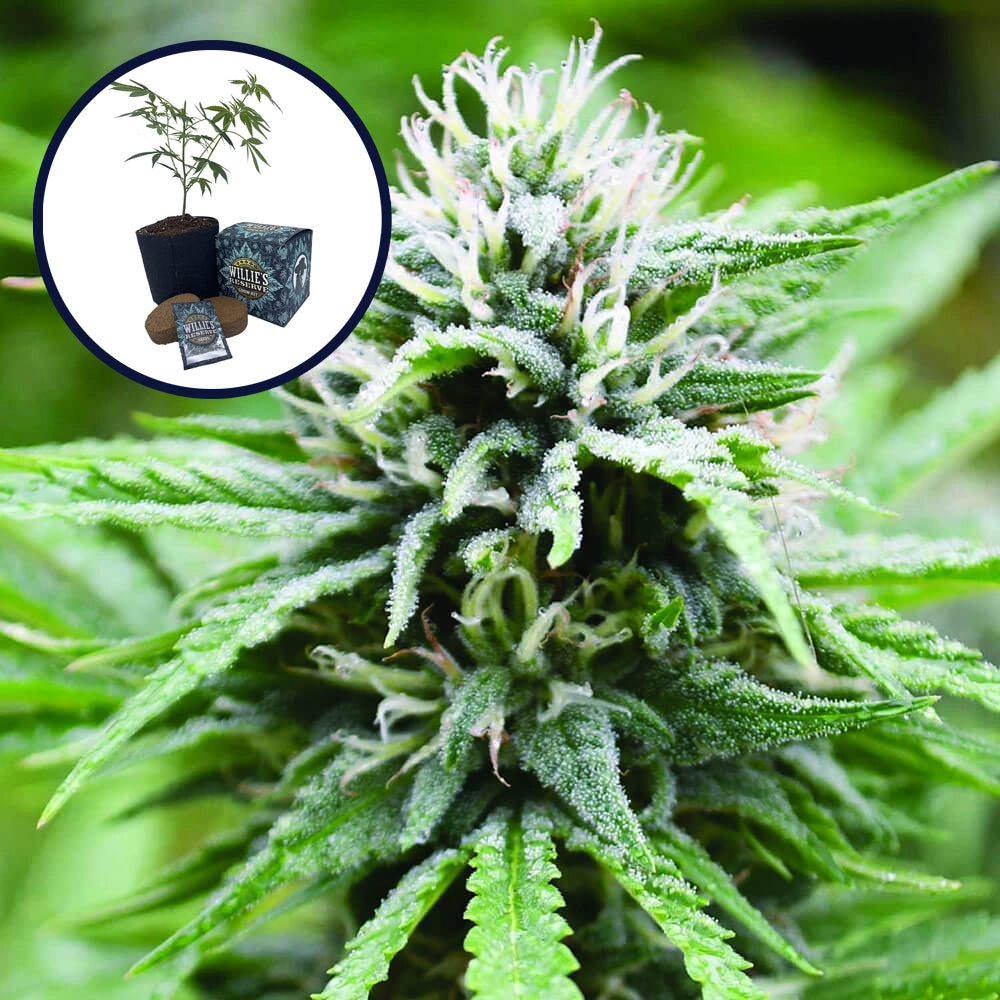 Candyland High Yield Grow Kit