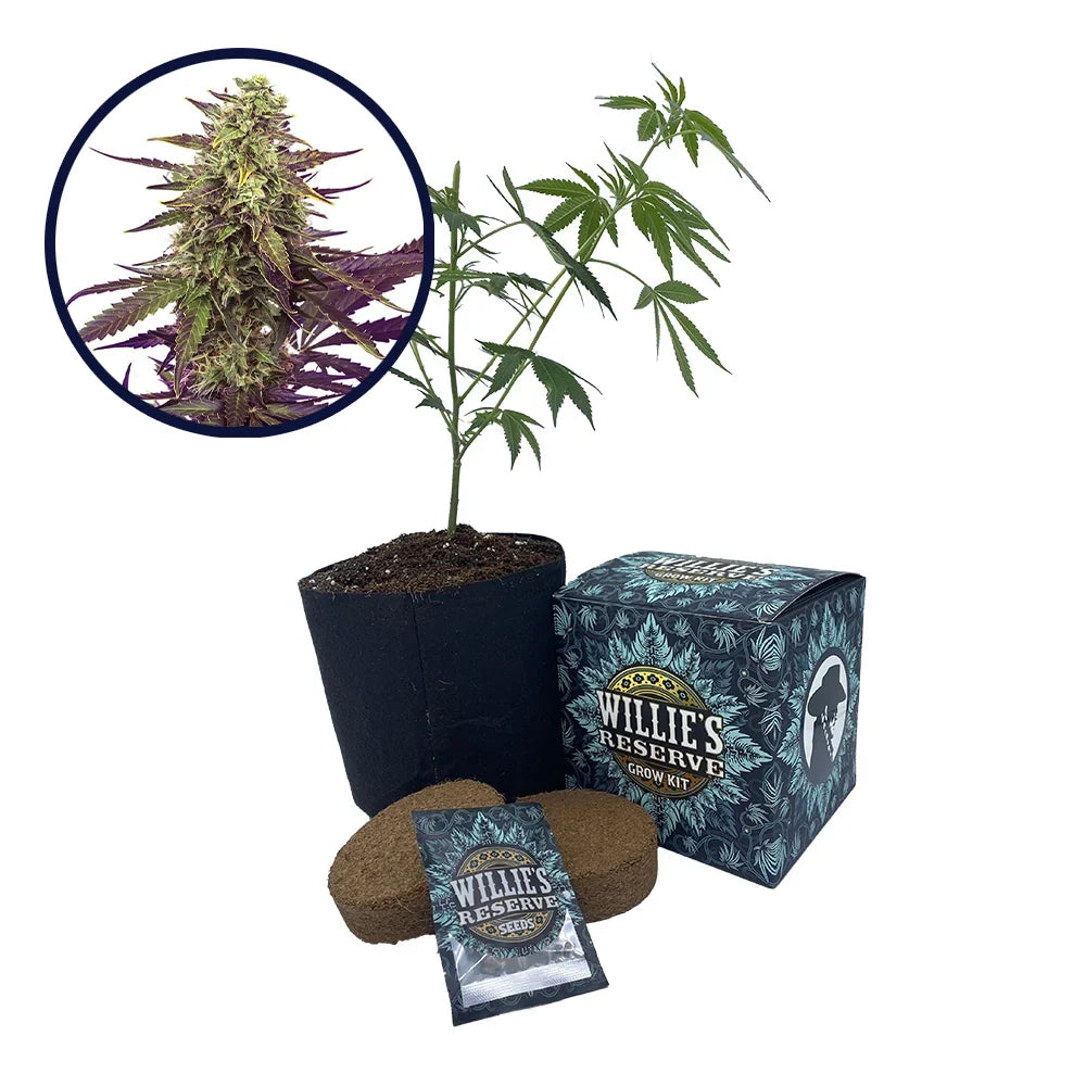 Cereal Milk Strain High Yield Grow Kit