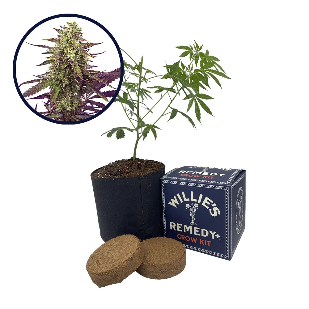 Cereal Milk Strain Grow Kit