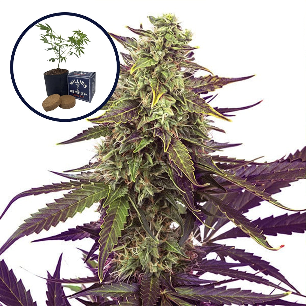 Cereal Milk Grow Kit