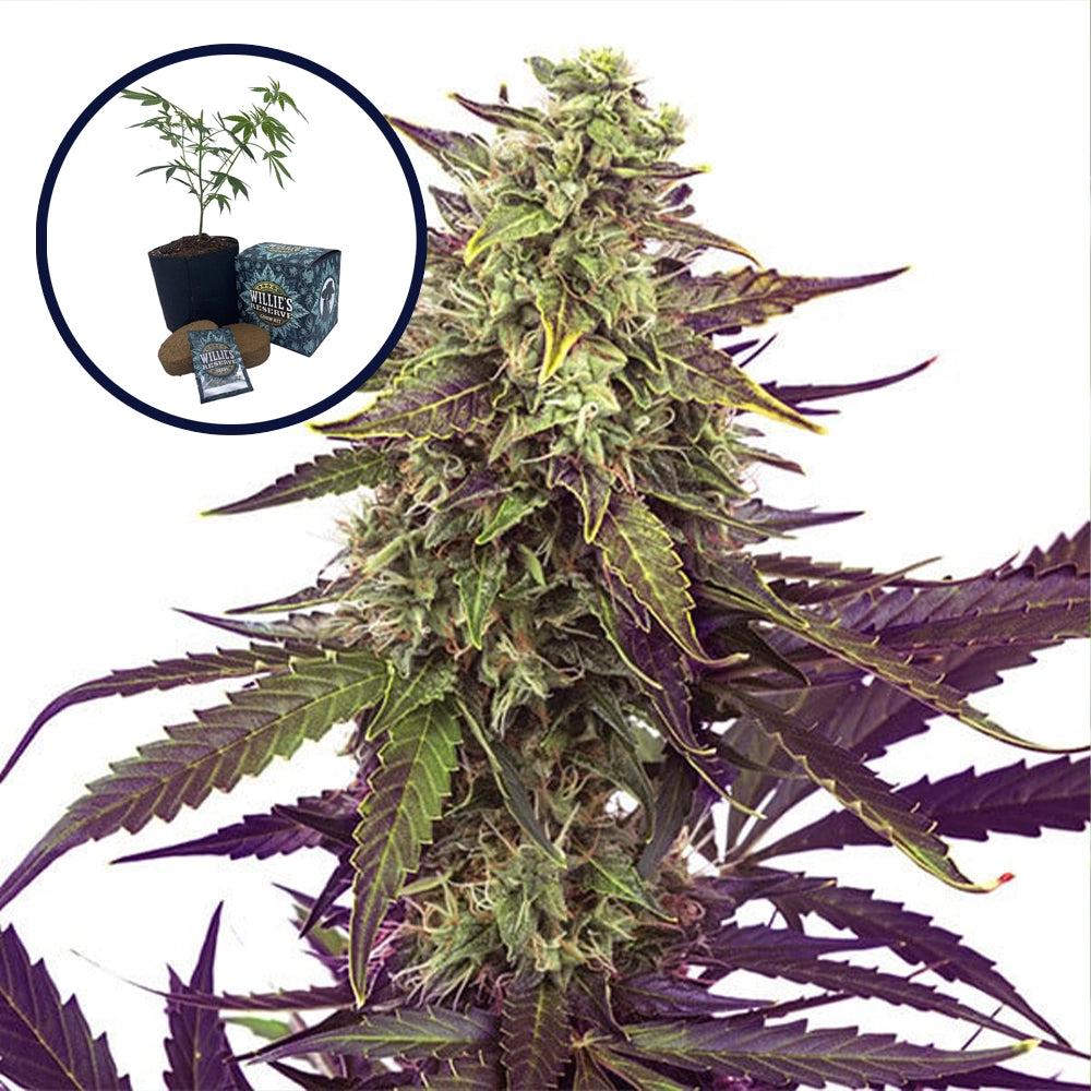 Cereal Milk High Yield Grow Kit