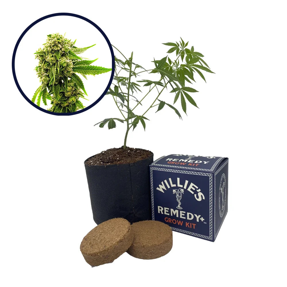 Cheese Strain Grow Kit