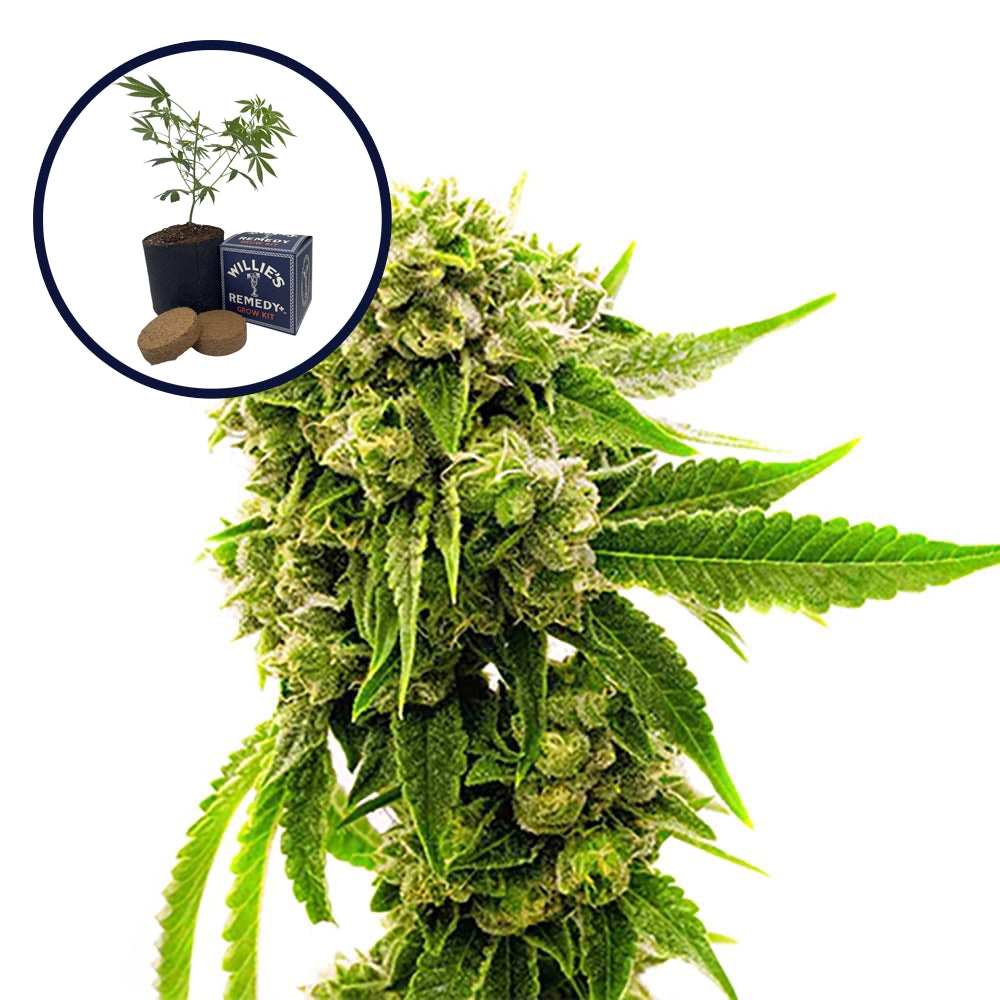 Cheese Grow Kit