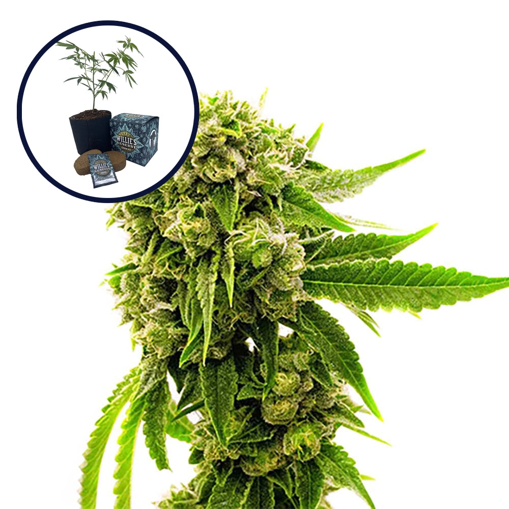 Cheese High Yield Grow Kit