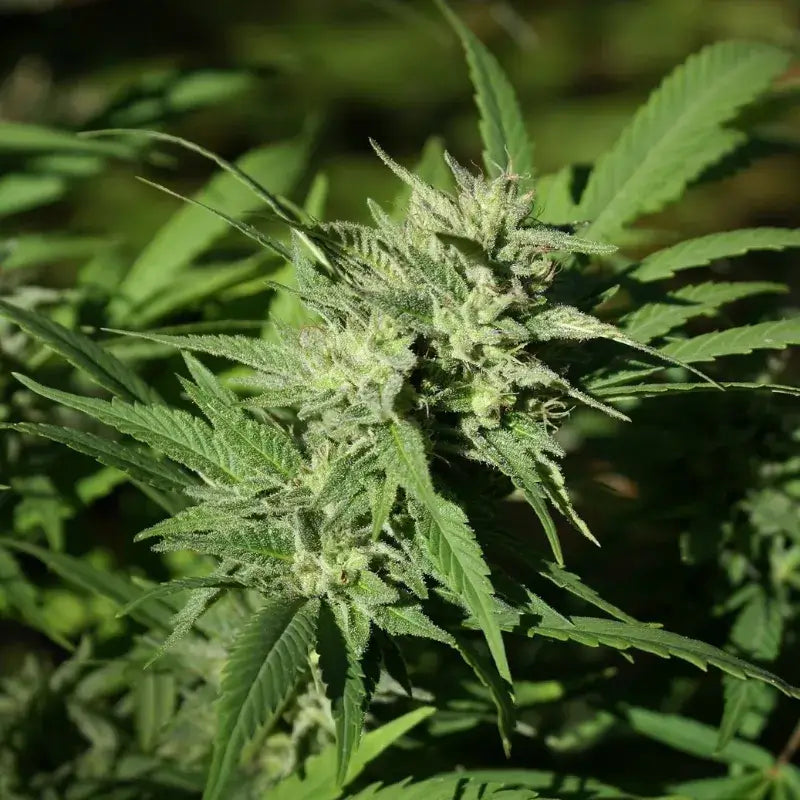 Chemdawg #4 Auto