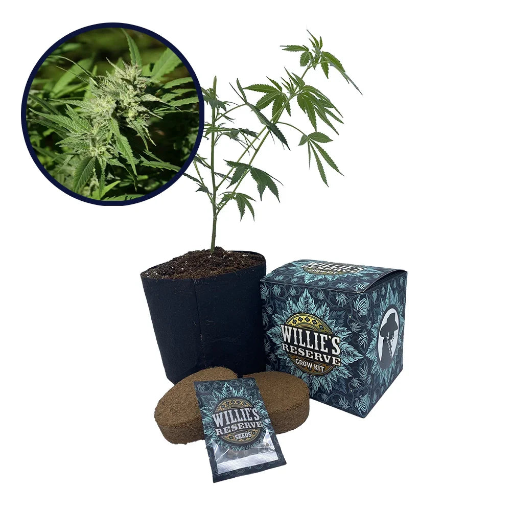 Chemdawg #4 Strain High Yield Grow Kit
