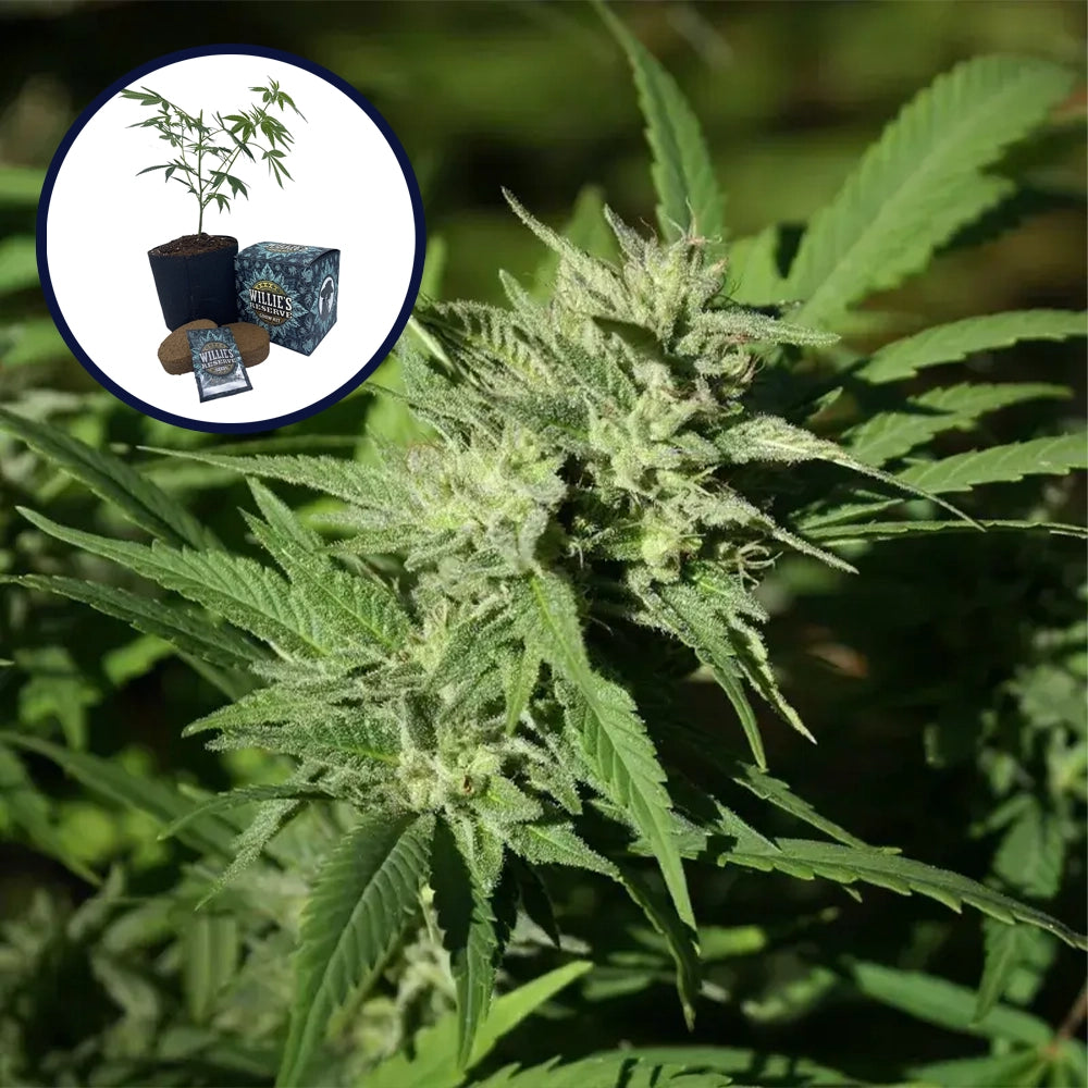 Chemdawg #4 High Yield Grow Kit